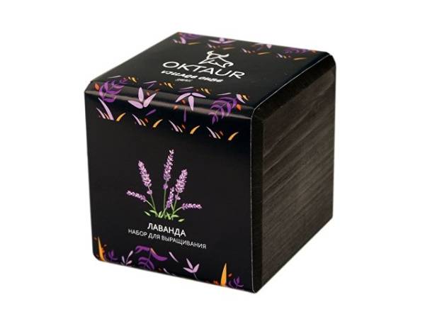 Набор для выращивания «Small village cube «Эхиноцереус»