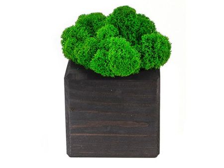 Композиция "Мох в интерьере" эбен, зеленый