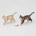 Деревянный 3d пазл "Котик"